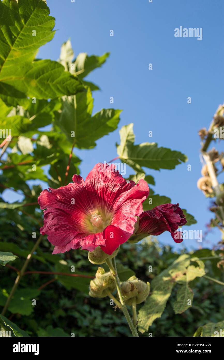 Hollyhock, fiore in primo piano, fiore estivo Foto Stock