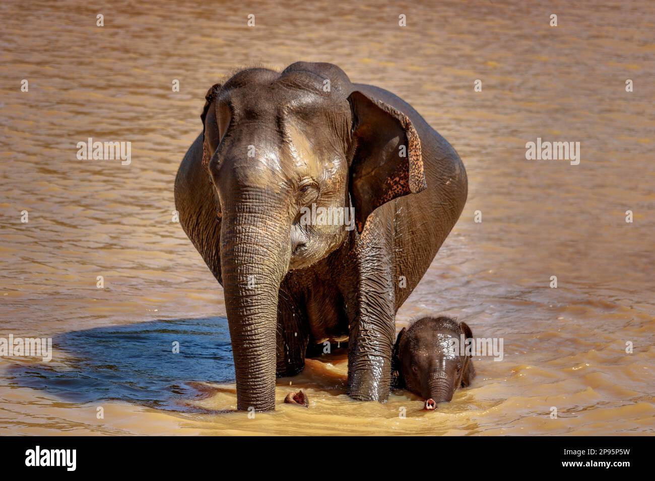 Elefante asiatico in Sri Lanka, Yala National Park, Pinnawela Elephant Wise House Foto Stock