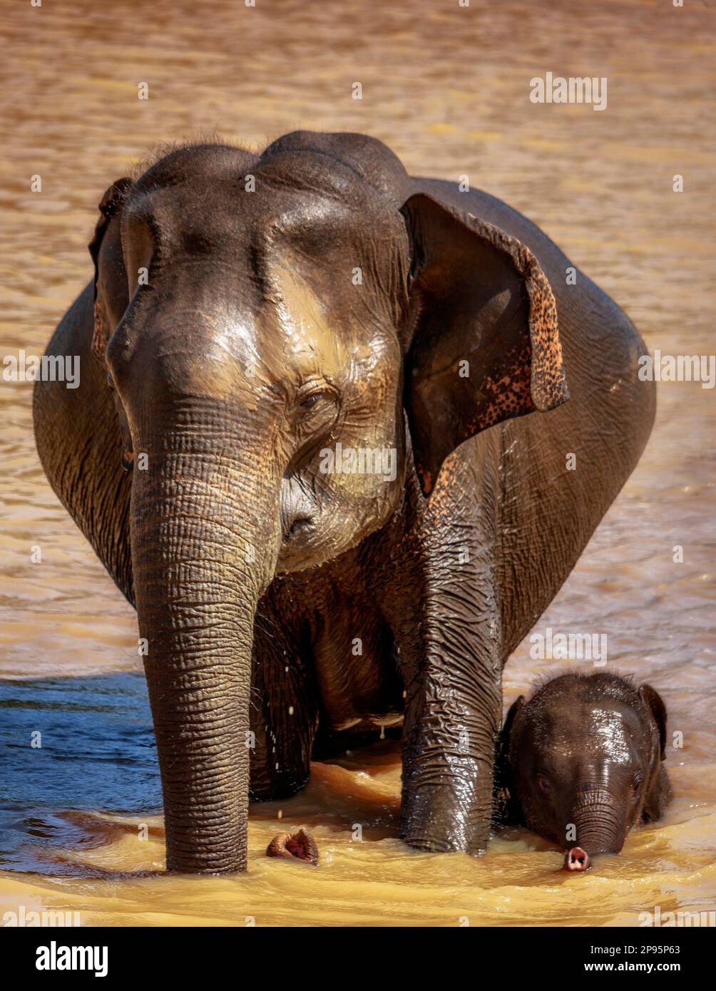 Elefante asiatico in Sri Lanka, Yala National Park, Pinnawela Elephant Wise House Foto Stock