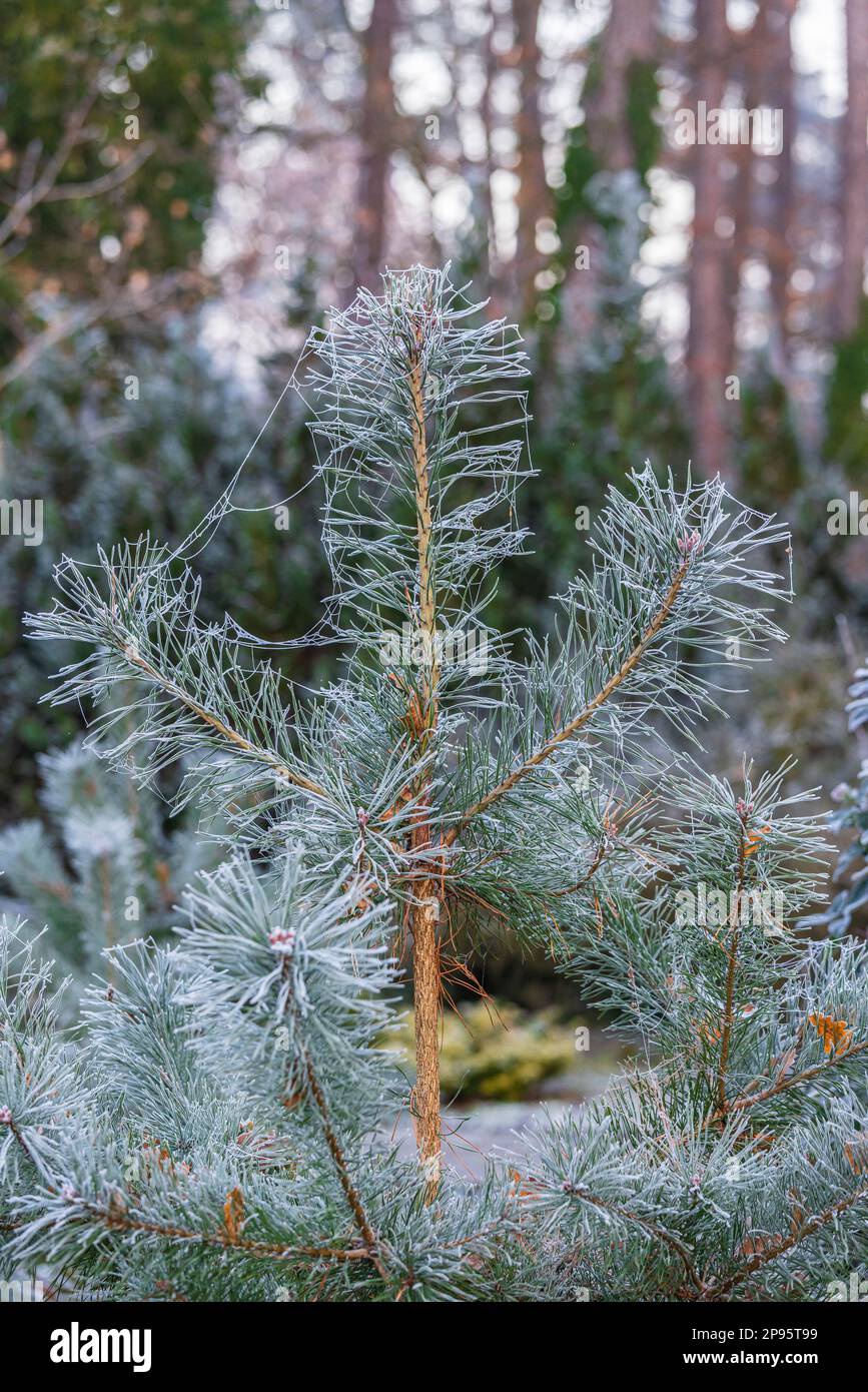 Pino sparare in inverno, pino scozzese (Pinus sylvestris L.), pianta giovane, ragnatela Foto Stock