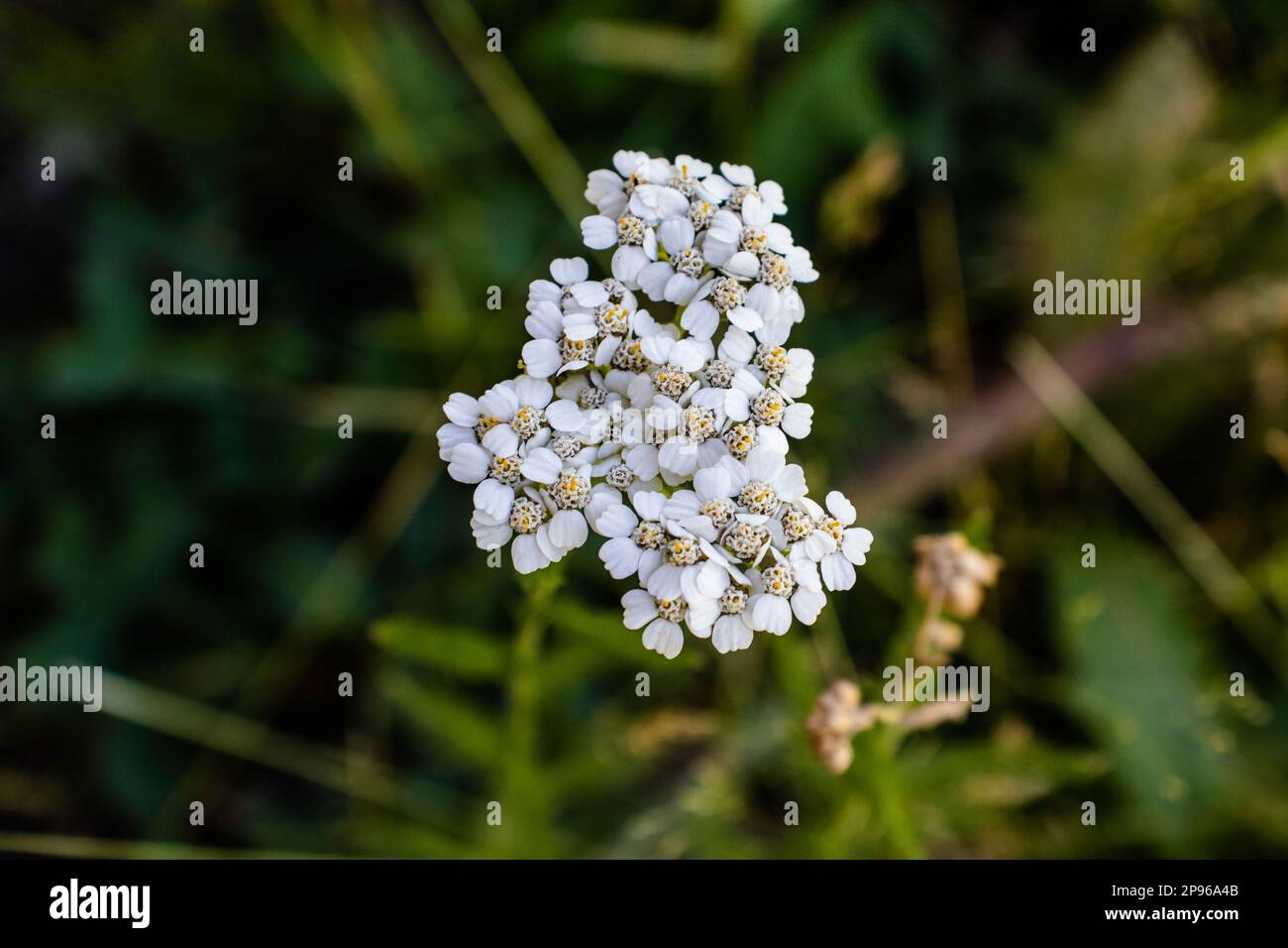 Fiori bianchi nel sole del Colorado Foto Stock