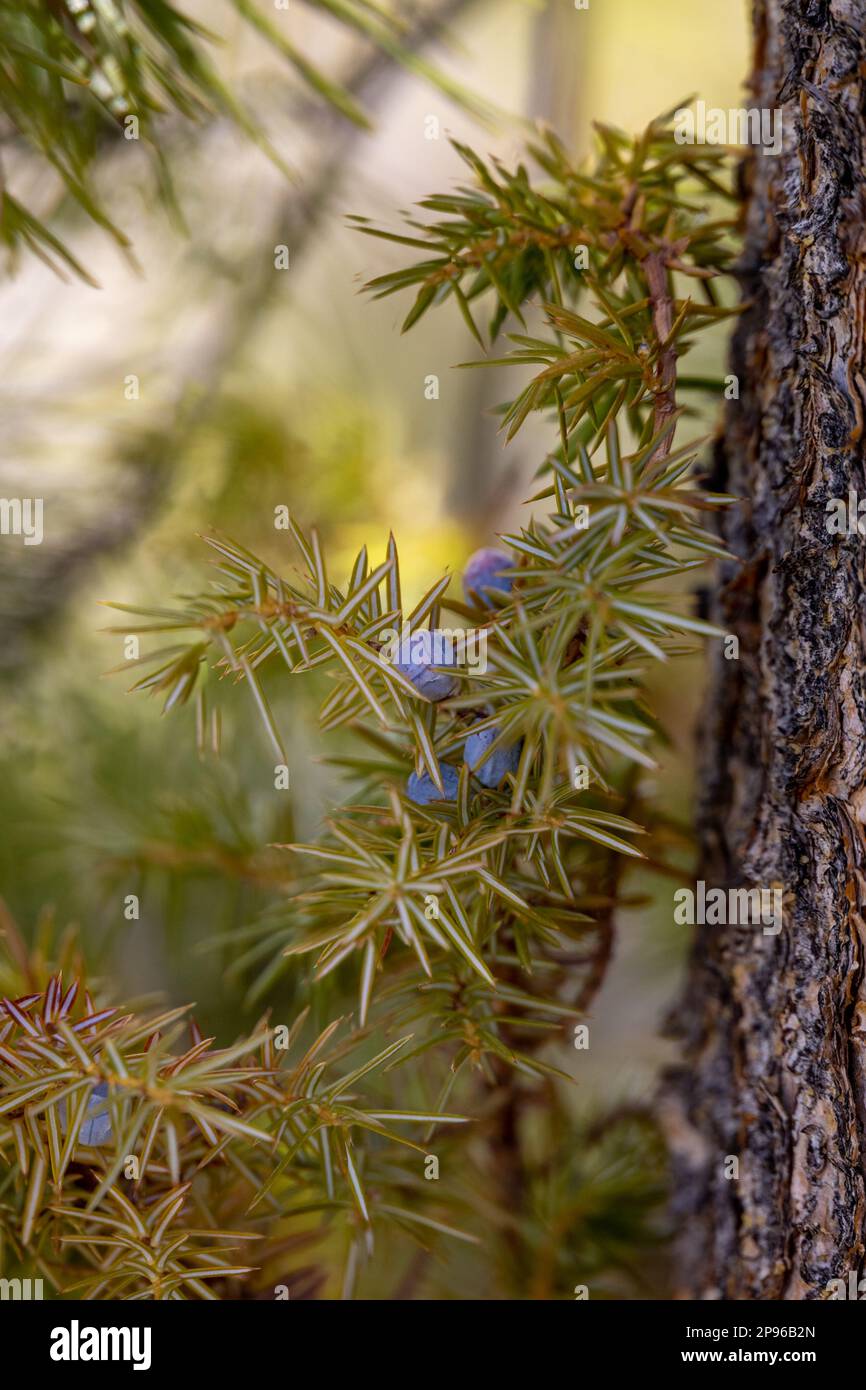 Bush del Berry blu che cresce accanto ad un albero Foto Stock
