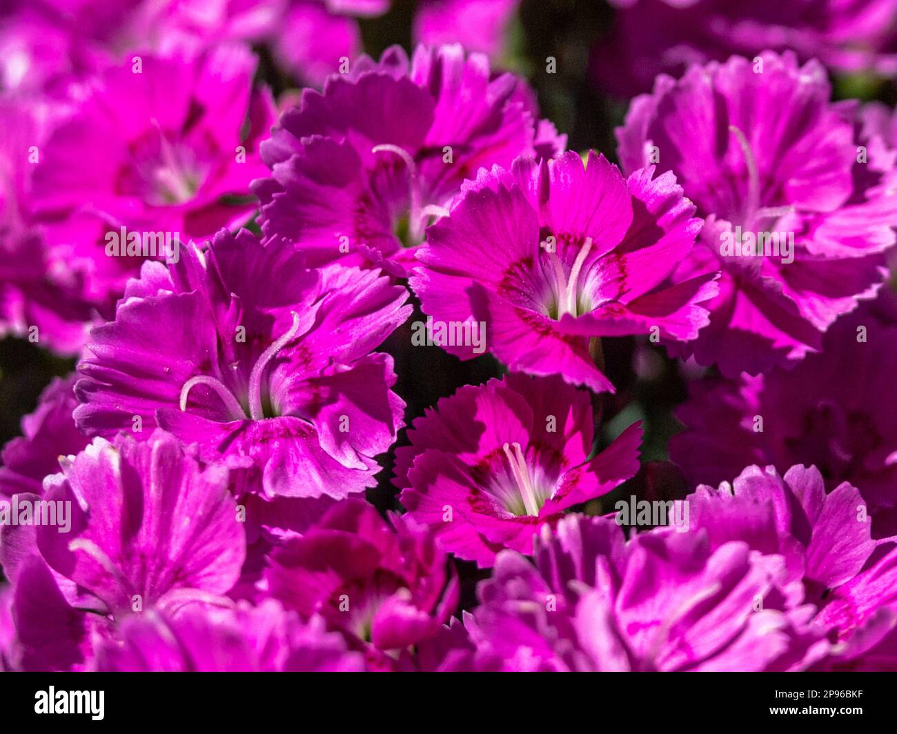 Fiori viola nel Colorado Sun Foto Stock