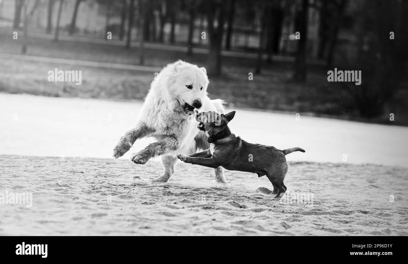 Un'immagine in bianco e nero di due cani che si divertono a giocare sulla spiaggia. Animali domestici divertenti a piedi. Foto Stock