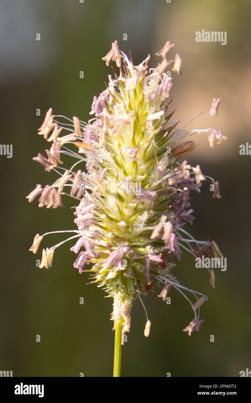 Piante nel sole del Colorado Foto Stock