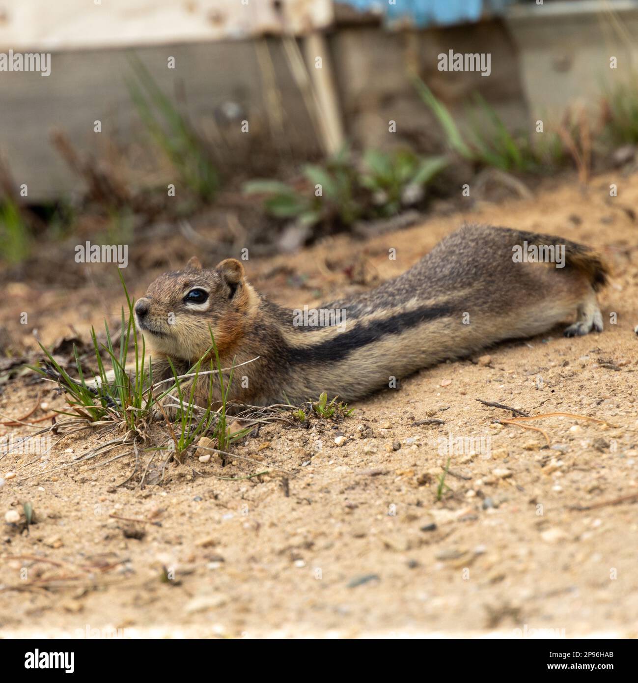 Massa Golden-Mantled scoiattolo Foto Stock