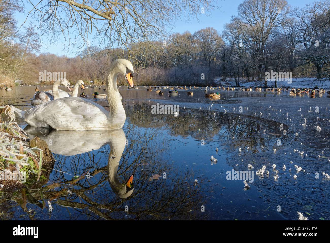 Famiglia del cigno muto (Cygnus olor) e Mallards (Anas platyrhynchos) nuoto e riposo su uno stagno parzialmente congelato, Stagni di Cannop, Foresta di Dean, Glos. Foto Stock