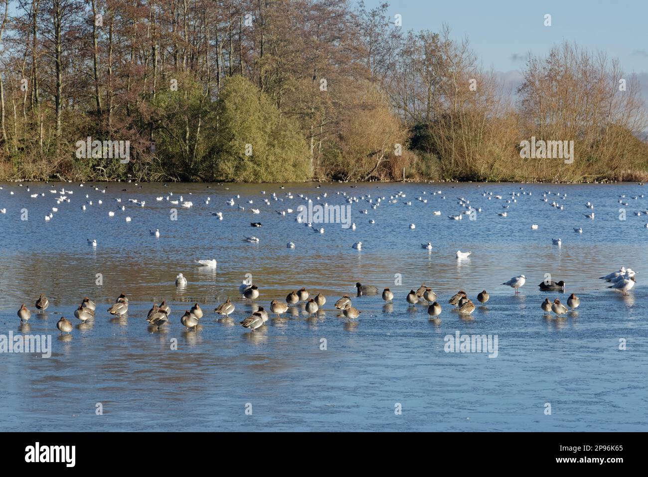 Gruppo di capezzoli comuni (Anas crecca) che riposa sui margini congelati di un lago con altre anatre e gabbiani che nuotano sullo sfondo, Gloucestershire, Regno Unito. Foto Stock
