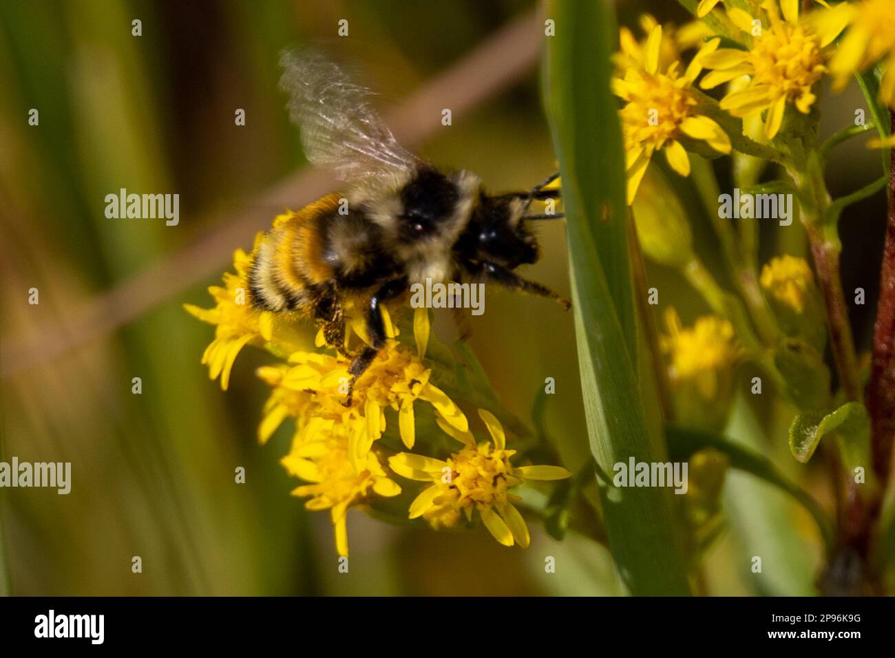 Bumble Bee raccolta polline da un fiore giallo Foto Stock