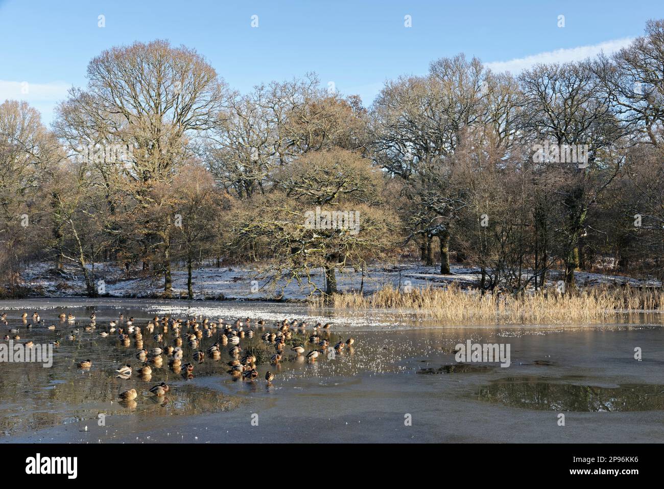 Mallard (Anas platyrhynchos) gruppo che riposa su uno stagno in gran parte congelato, Cannop Ponds, Forest of Dean, Gloucestershire, UK, Dicembre. Foto Stock
