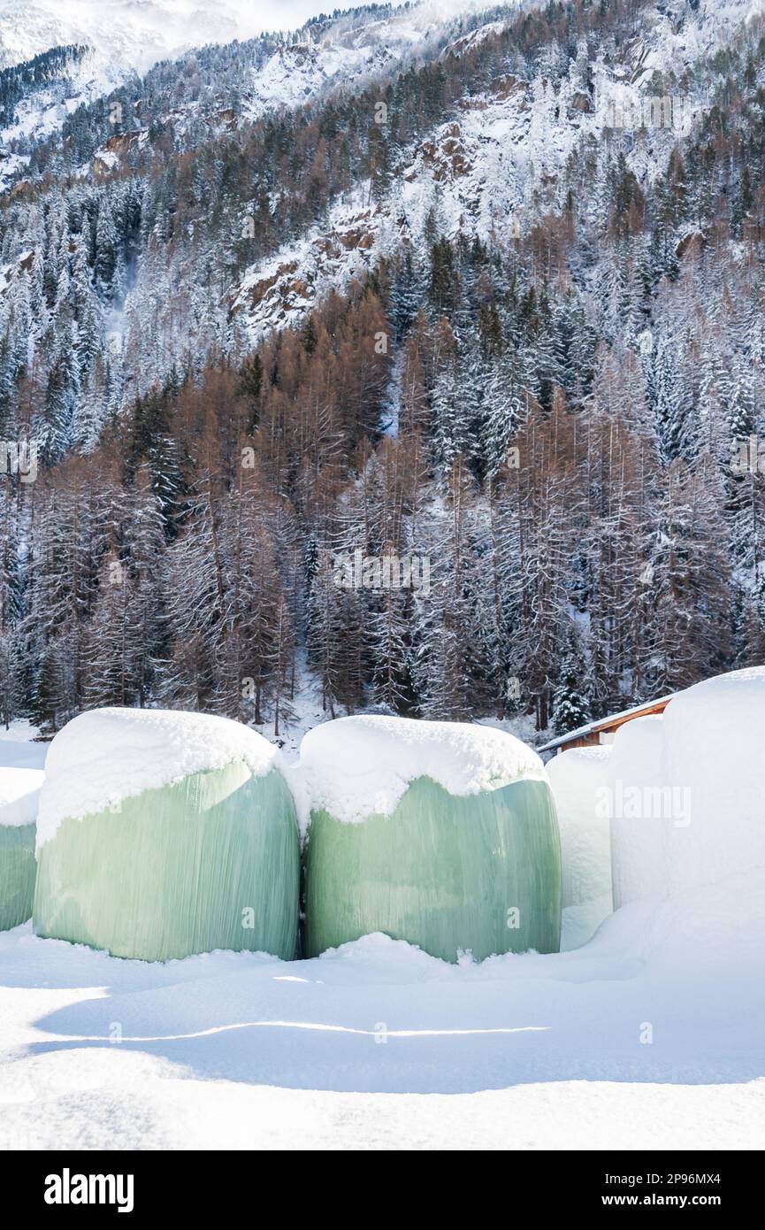 Una balsamo di fienagione ricoperta di neve avvolta in un foglio verde fornirà cibo per gli animali da fattoria durante l'inverno di montagna Foto Stock