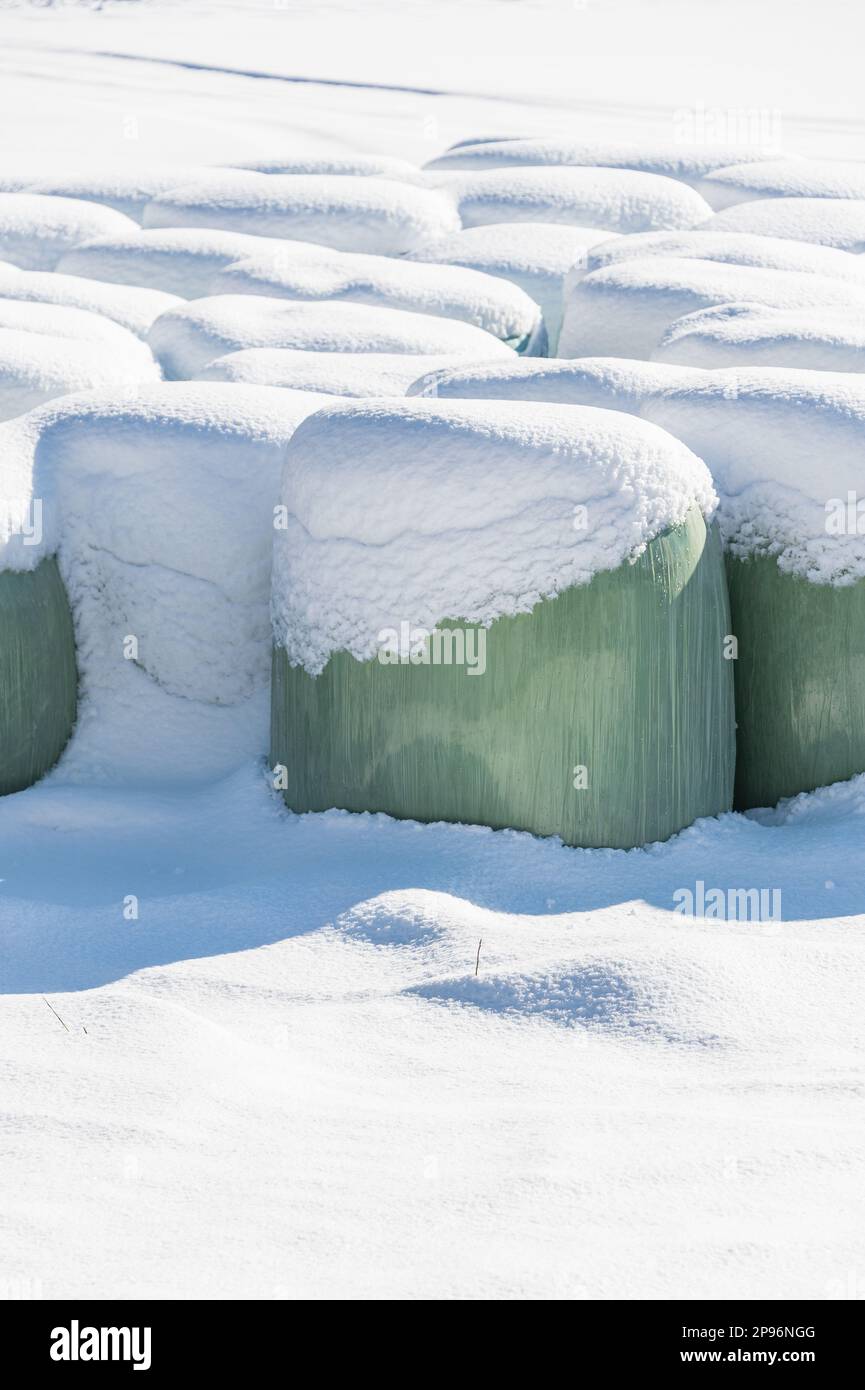 Durante l'inverno, le balle di fienagione ricoperte di neve, avvolte in un foglio verde, forniranno cibo agli animali da fattoria. Foto Stock