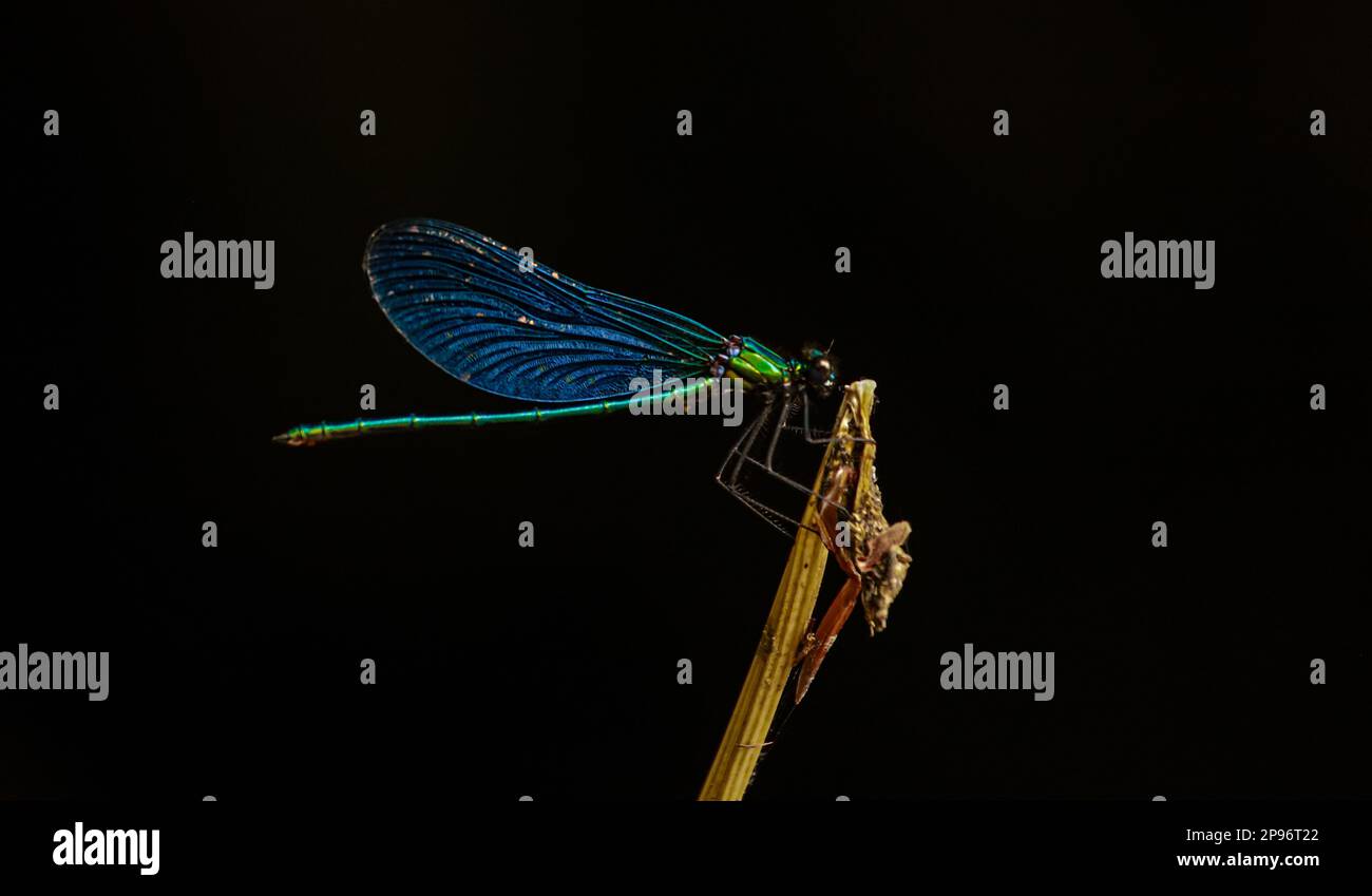 Una libellula siede su un bastone con uno sfondo nero Foto Stock