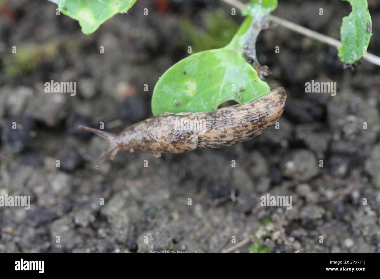 Una lumaca senza crusche, slug mangiare verdure giovani, germogliare ravanello in primavera in un orto. Foto Stock