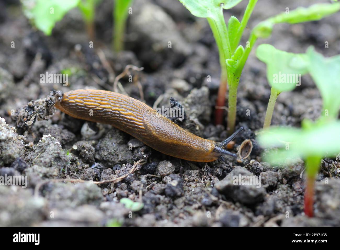 Una lumaca senza crusche, slug mangiare verdure giovani, germogliare ravanello in primavera in un orto. Foto Stock
