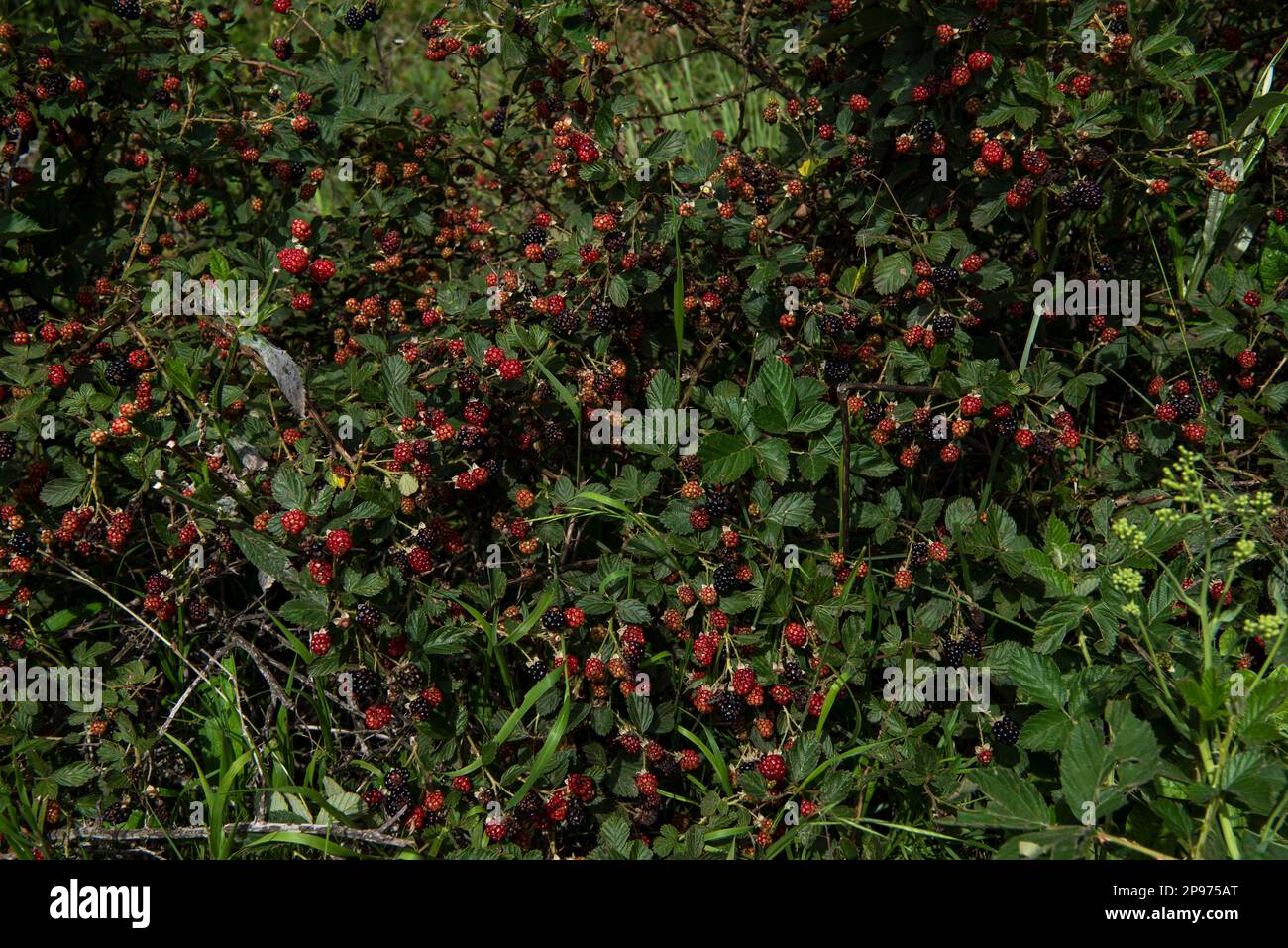 More che crescono nella natura in Natal, Himeville zona. Foto Stock