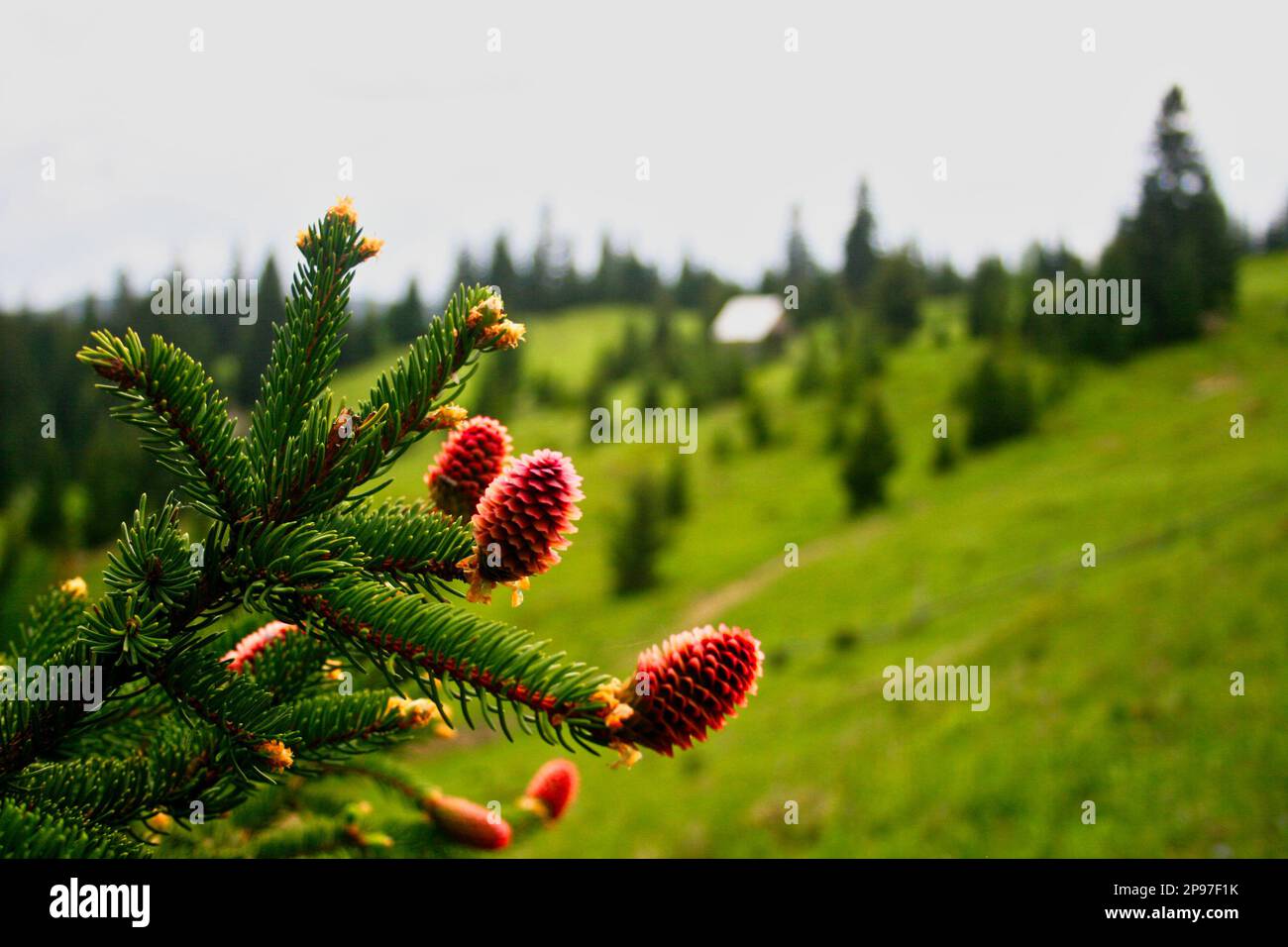 Due coni di pino a forma di cono sui rami di un pino in un ambiente boschivo appartato Foto Stock