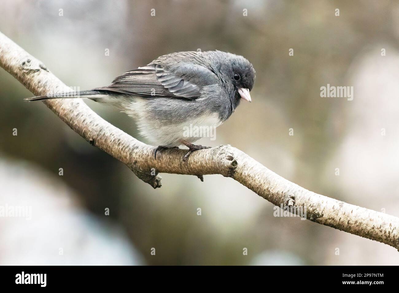 Junco dagli occhi oscuri nel tardo inverno Foto Stock