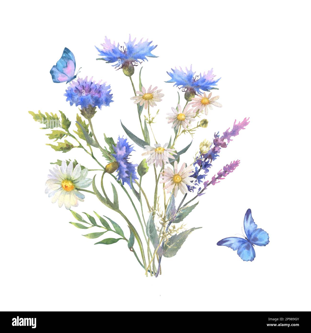 Acquerello illustrazione botanica, bouquet di fiori selvatici con erba di Cornovaglia blu e camomilla e con farfalle, isolato su sfondo bianco. FO Foto Stock