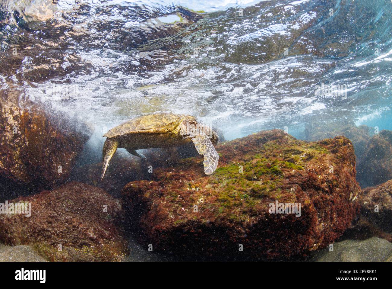 Con la sua conchiglia fuori dall'acqua nelle conchiglie una tartaruga di mare verde, Chelonia mydas, una specie in via di estinzione, si nutre di alghe al largo di West Maui, Hawaii che io Foto Stock