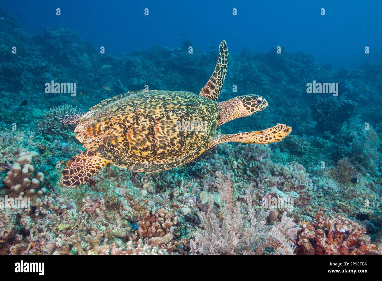 Uno sguardo ad una tartaruga di Hawksbill criticamente minacciata, Eretmochelys imbricata, Filippine, Oceano Pacifico. Foto Stock