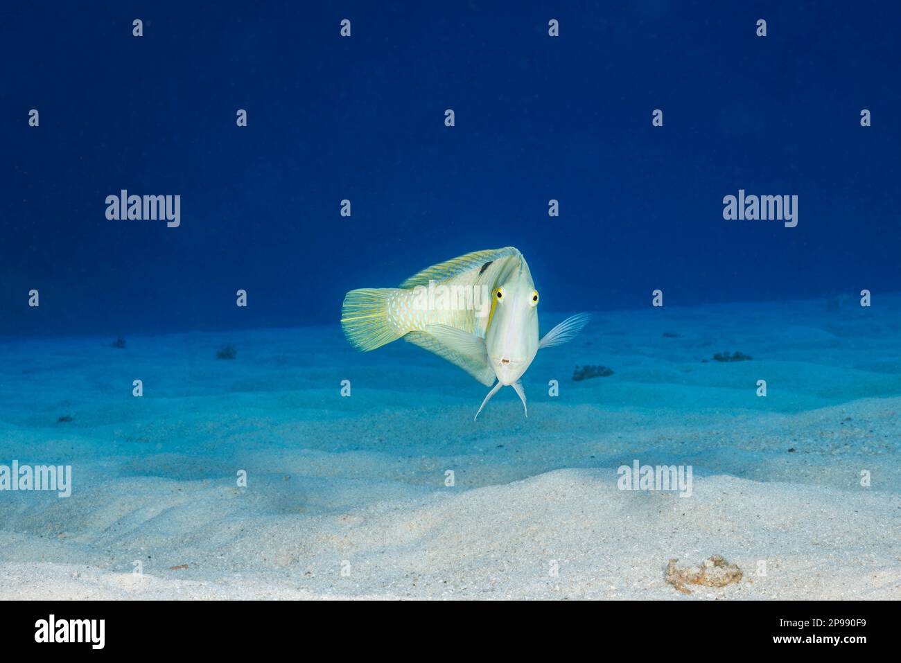 Il pesce rasoio bianco, Xyrichtys aneitensis, si tufferà nel fondo sabbioso al primo segno di pericolo, Hawaii. Foto Stock