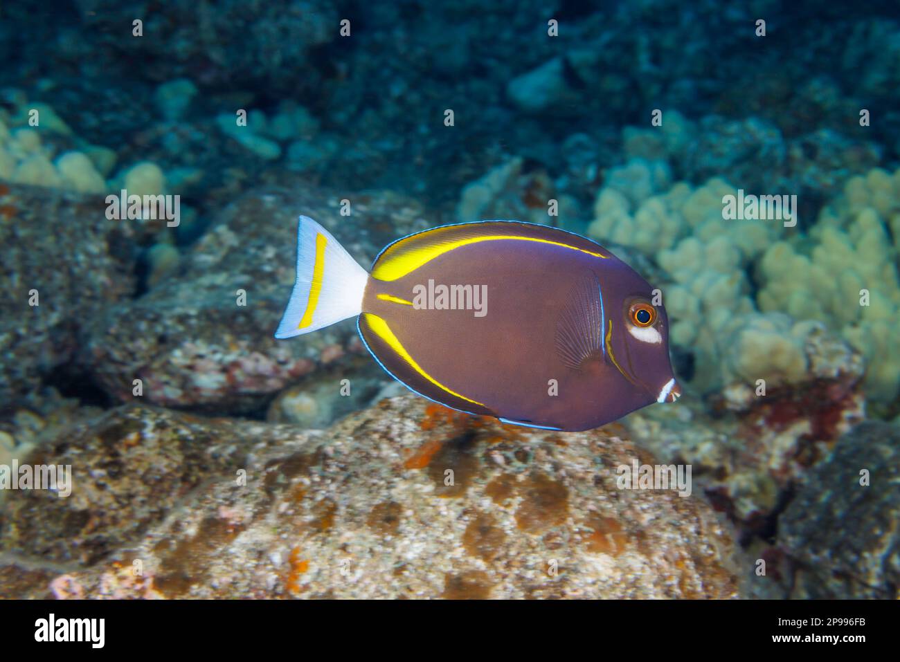 Il tang dell'oro, Acanthurus nigricans, è anche conosciuto come il pesce surgeonfish whitecheek e il pesce surgeonfish del velluto, Hawaii. Foto Stock