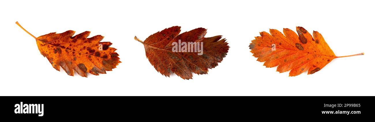 Set di foglie d'autunno isolato, colorato foglie d'albero d'autunno, Red Orange Foliage, Collezione di foglie d'autunno su sfondo bianco Foto Stock