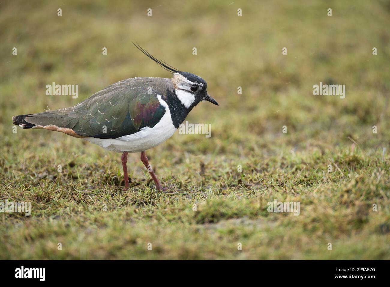 Il lapwing (Vanellus vanellus) fotografato durante una doccia. Gocce di pioggia sono visibili sul lato e sulla parte posteriore dell'uccello. Foto Stock
