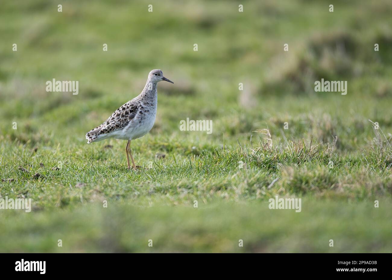 Ruff (Calidris pugnax) in inverno piumaggio Foto Stock