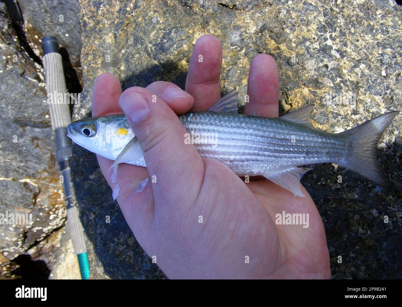 La triglia grigia dorata (Chelon aurata) è un pesce della famiglia Mugilidae. Pesce pescato al largo della costa della Spagna. Foto Stock