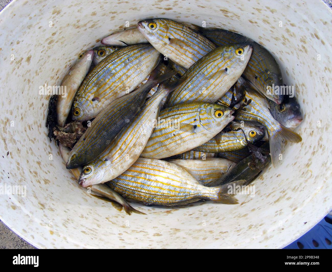 La salpa di Sarpa, conosciuta comunemente come il pesce da sogno, il salema, il porgy del salema, l'orata della mucca o la linea d'oro, è una specie dell'orata del mare. Foto Stock