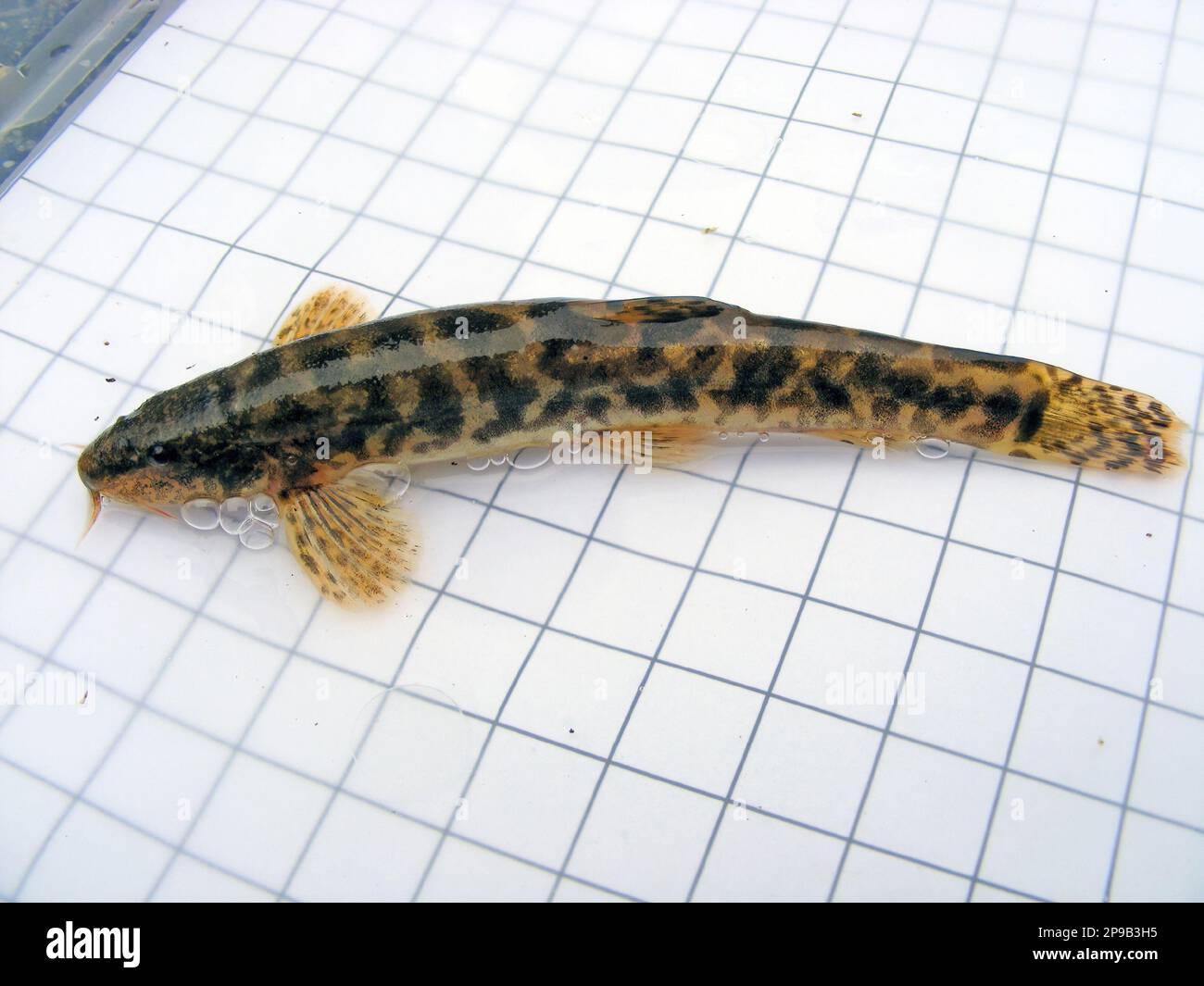 Lobo di pietra (Noemacheilus barbulatus, Barbatula barbatula, Nemacheilus barbatulus), sullo sfondo di una griglia di misurazione di 5 mm. Ricerca di Ittiologia Foto Stock