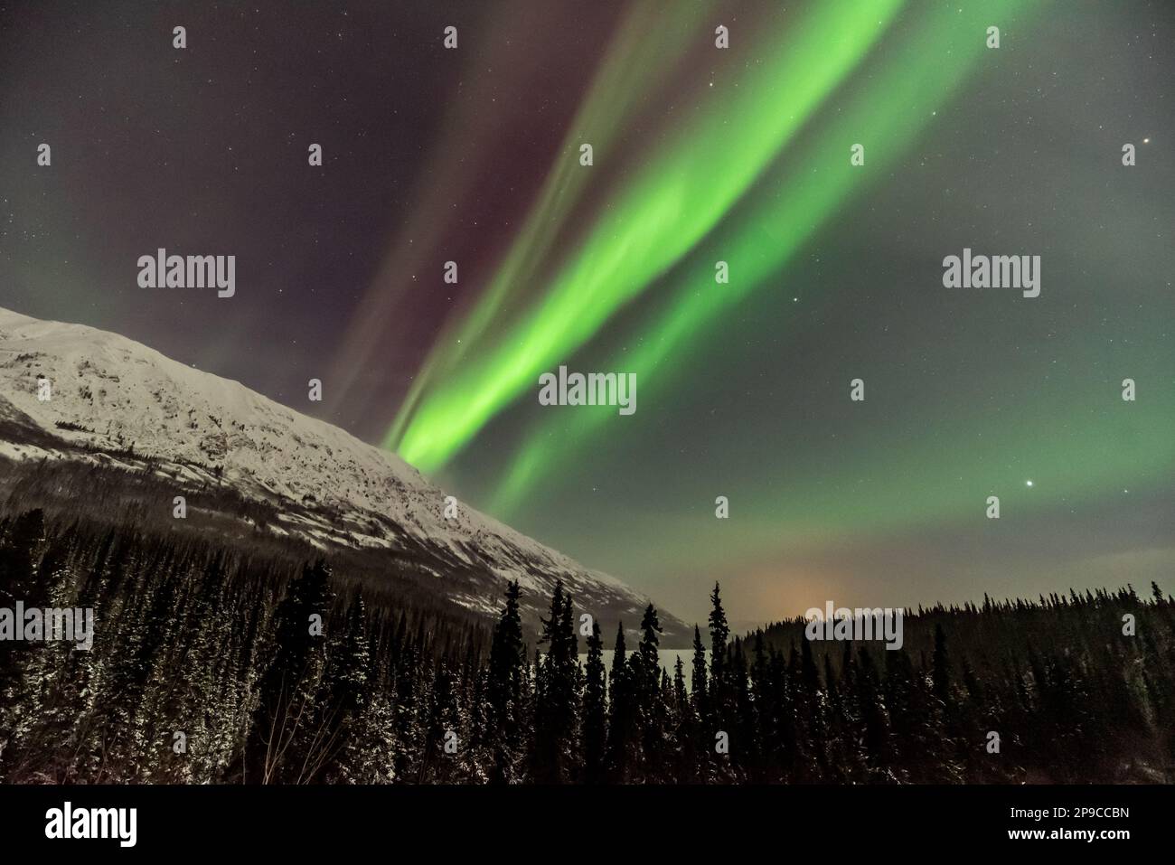 Incredibile aurora boreale vista a Carcross, Yukon Territory con incredibile spettacolo di danza verde. Foto Stock