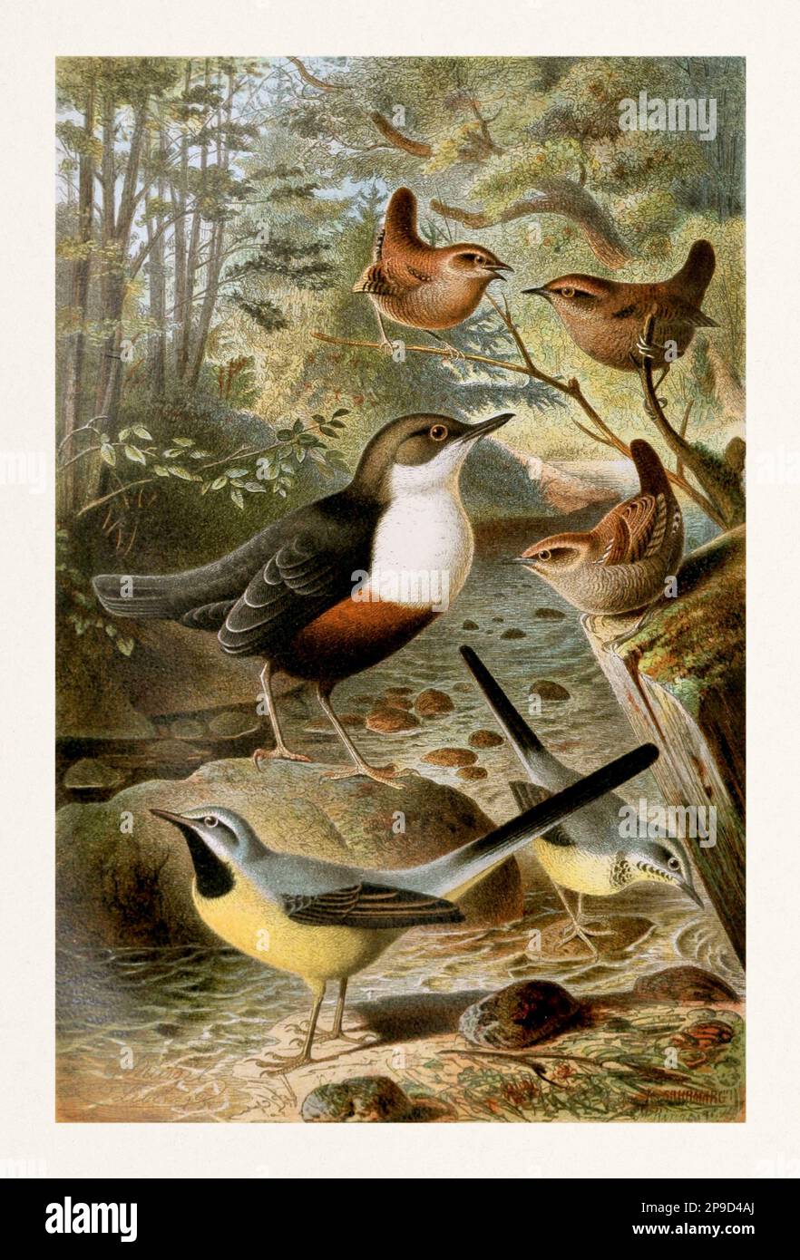 Illustrazione dell'uccello. Winter Wren, coda gialla. Illustrazione di libri antichi di Brehm, Alfred Edmund, 1829-1884 Foto Stock