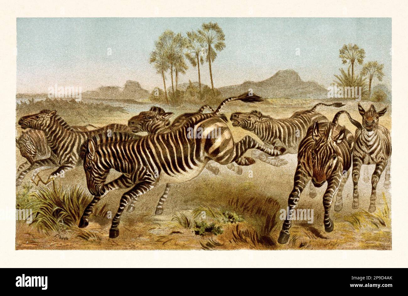 Zebre. Illustrazione di libri antichi di Brehm, Alfred Edmund, 1829-1884 Foto Stock