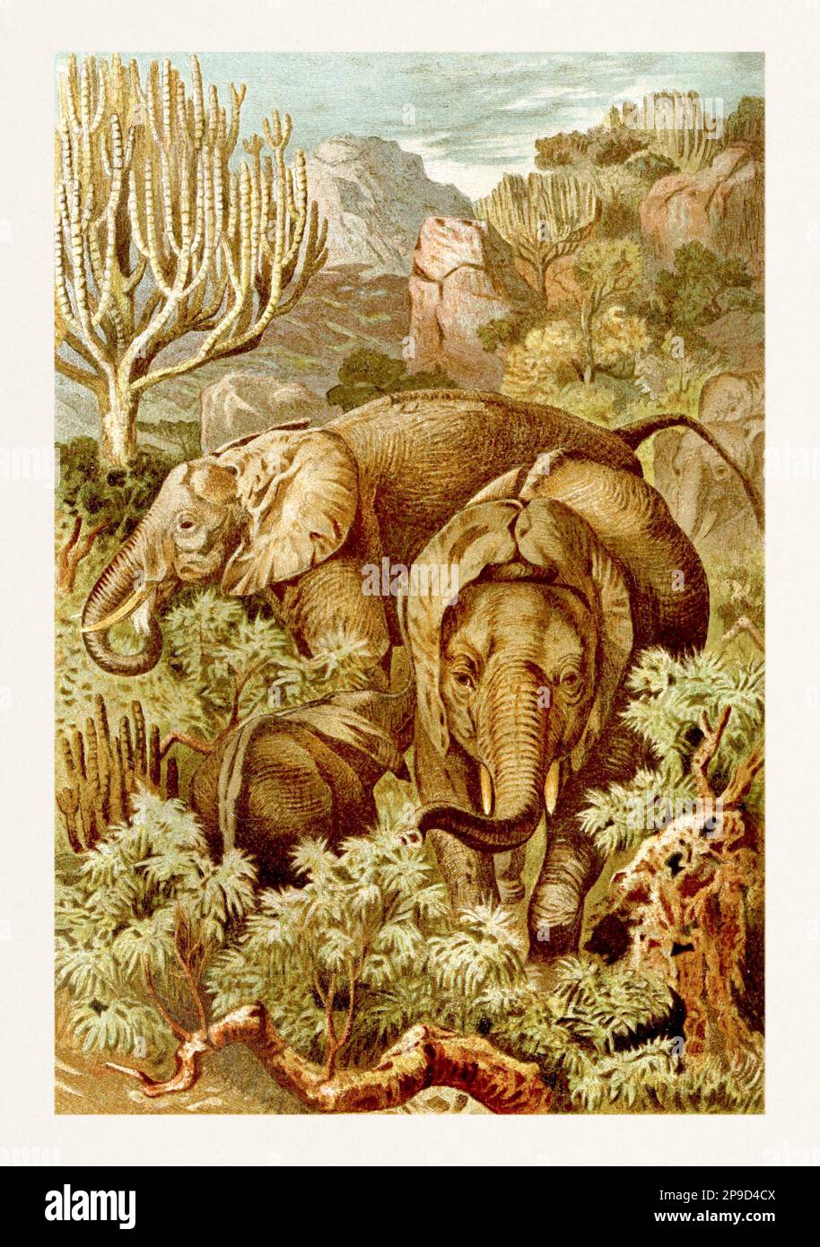 Elefante africano. Illustrazione di libri antichi di Brehm, Alfred Edmund, 1829-1884 Foto Stock
