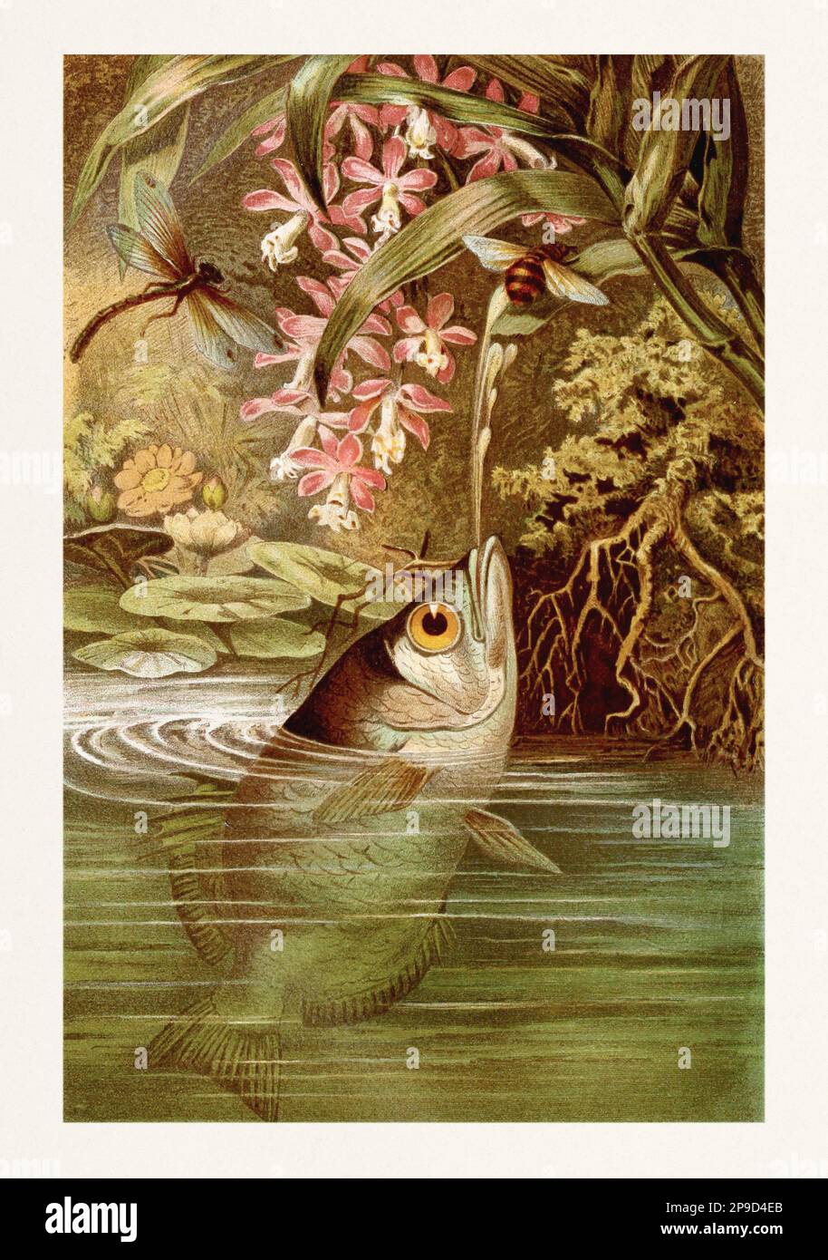 Pesce arciere bandito. Pittura di pesce. Illustrazione di libri antichi di Brehm, Alfred Edmund, 1829-1884 Foto Stock
