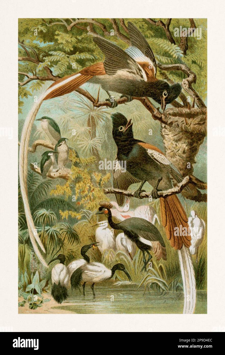 Uccelli di paradiso. Bella pittura degli uccelli. Illustrazione di libri antichi di Brehm, Alfred Edmund, 1829-1884 Foto Stock