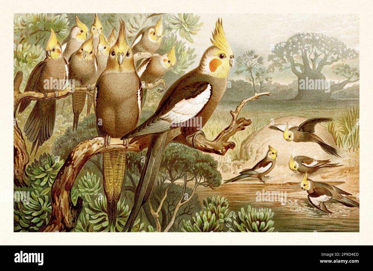Cockatiel. Illustrazione di libri antichi di Brehm, Alfred Edmund, 1829-1884 Foto Stock
