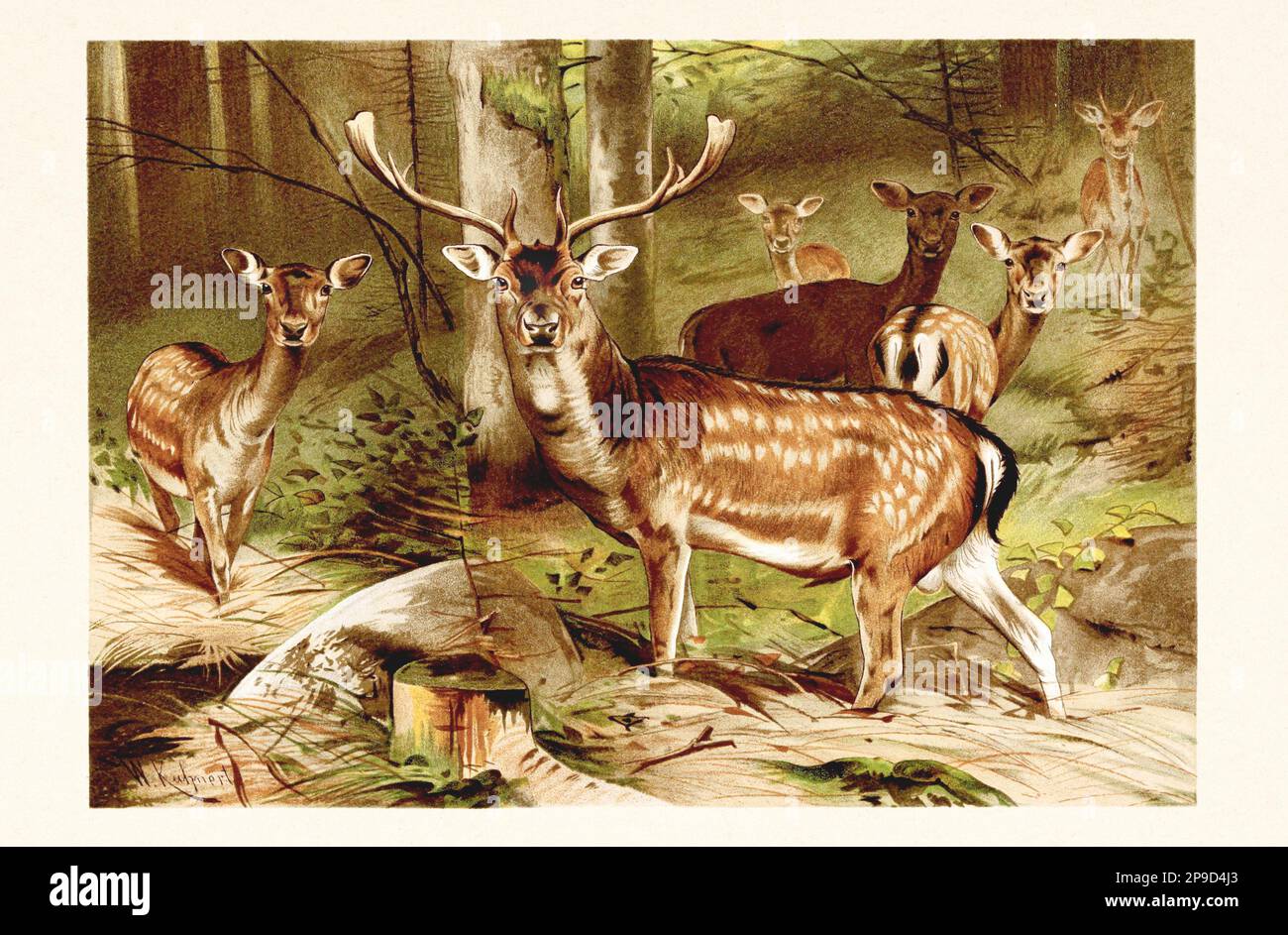 Deer. Illustrazione di libri antichi di Brehm, Alfred Edmund, 1829-1884 Foto Stock