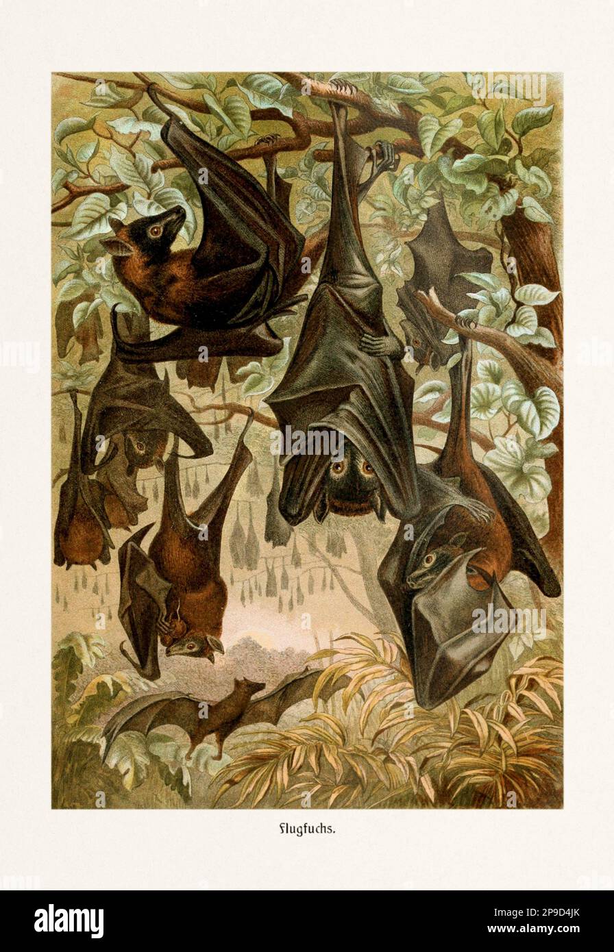 Volando Fox. Simpatico bat illustrazione. Illustrazione di libri antichi di Brehm, Alfred Edmund, 1829-1884 Foto Stock