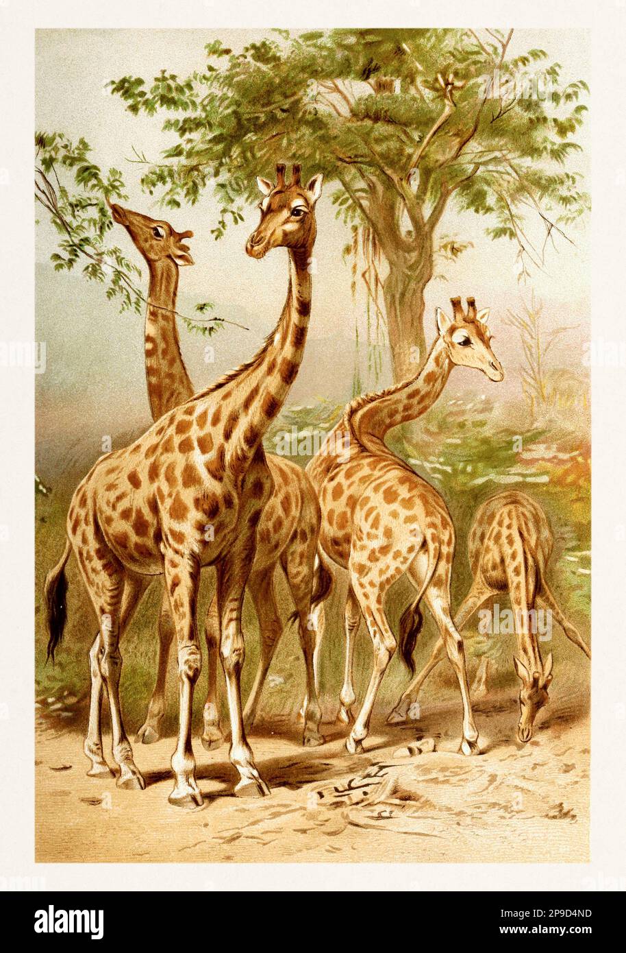 Giraffa. Illustrazione di libri antichi di Brehm, Alfred Edmund, 1829-1884 Foto Stock