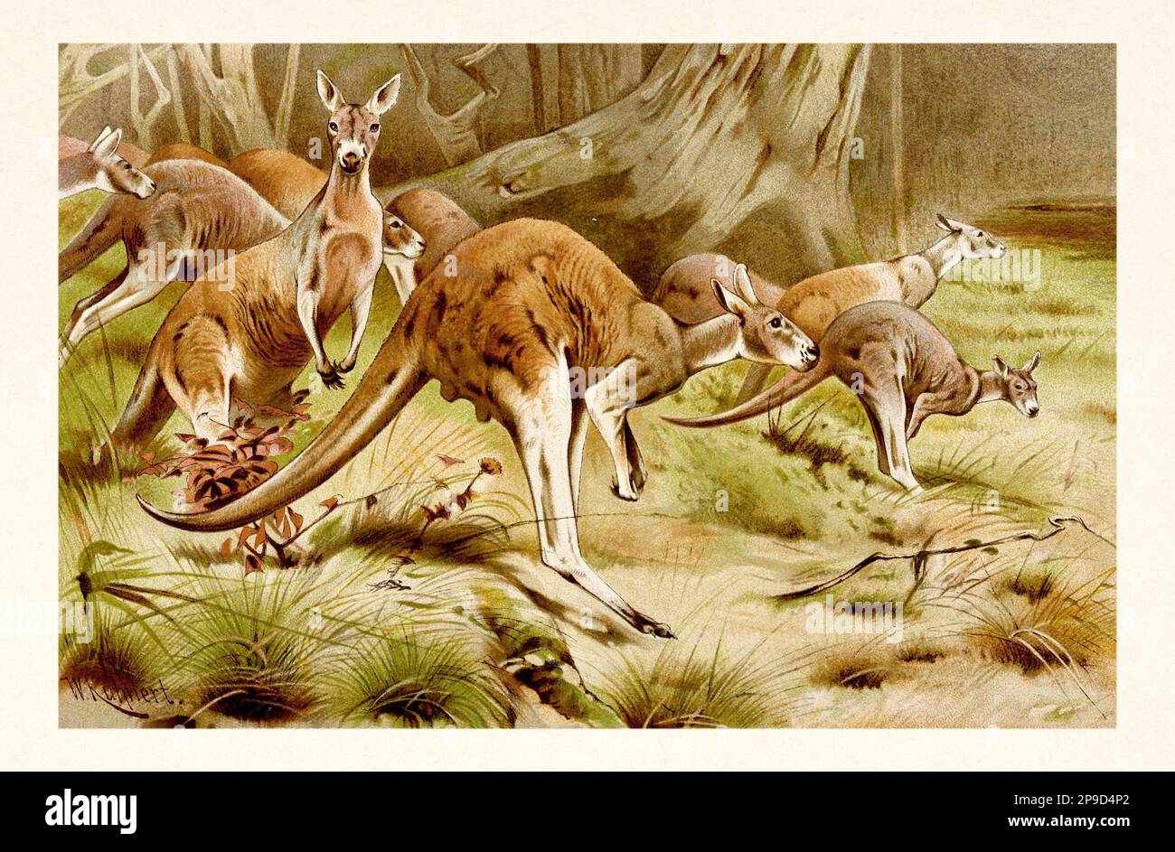 Canguro. Illustrazione di libri antichi di Brehm, Alfred Edmund, 1829-1884 Foto Stock