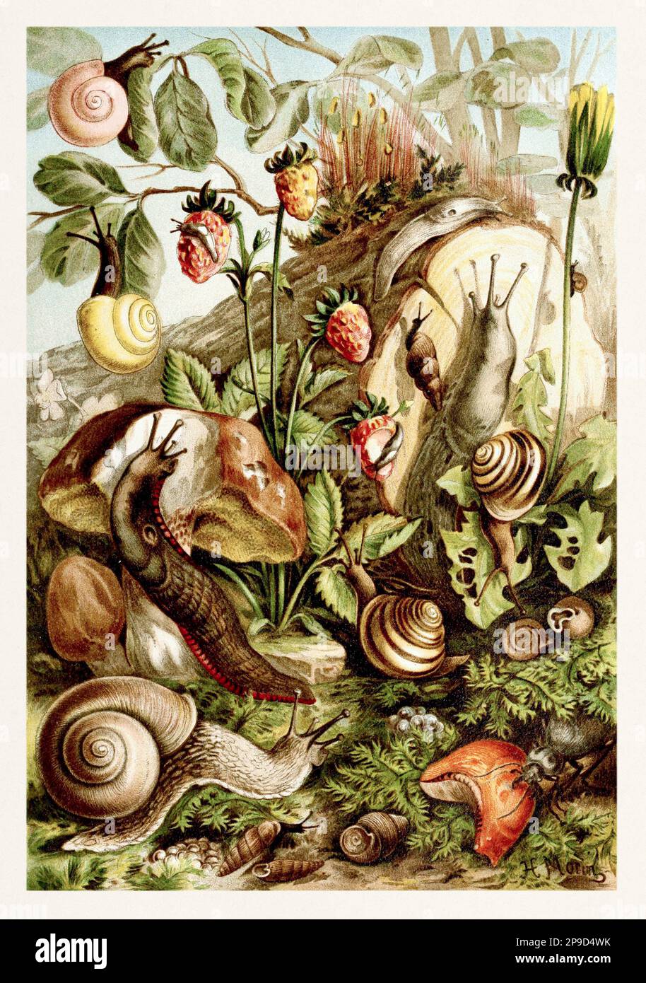 Lumache di terra. Illustrazione di libri antichi di Brehm, Alfred Edmund, 1829-1884 Foto Stock