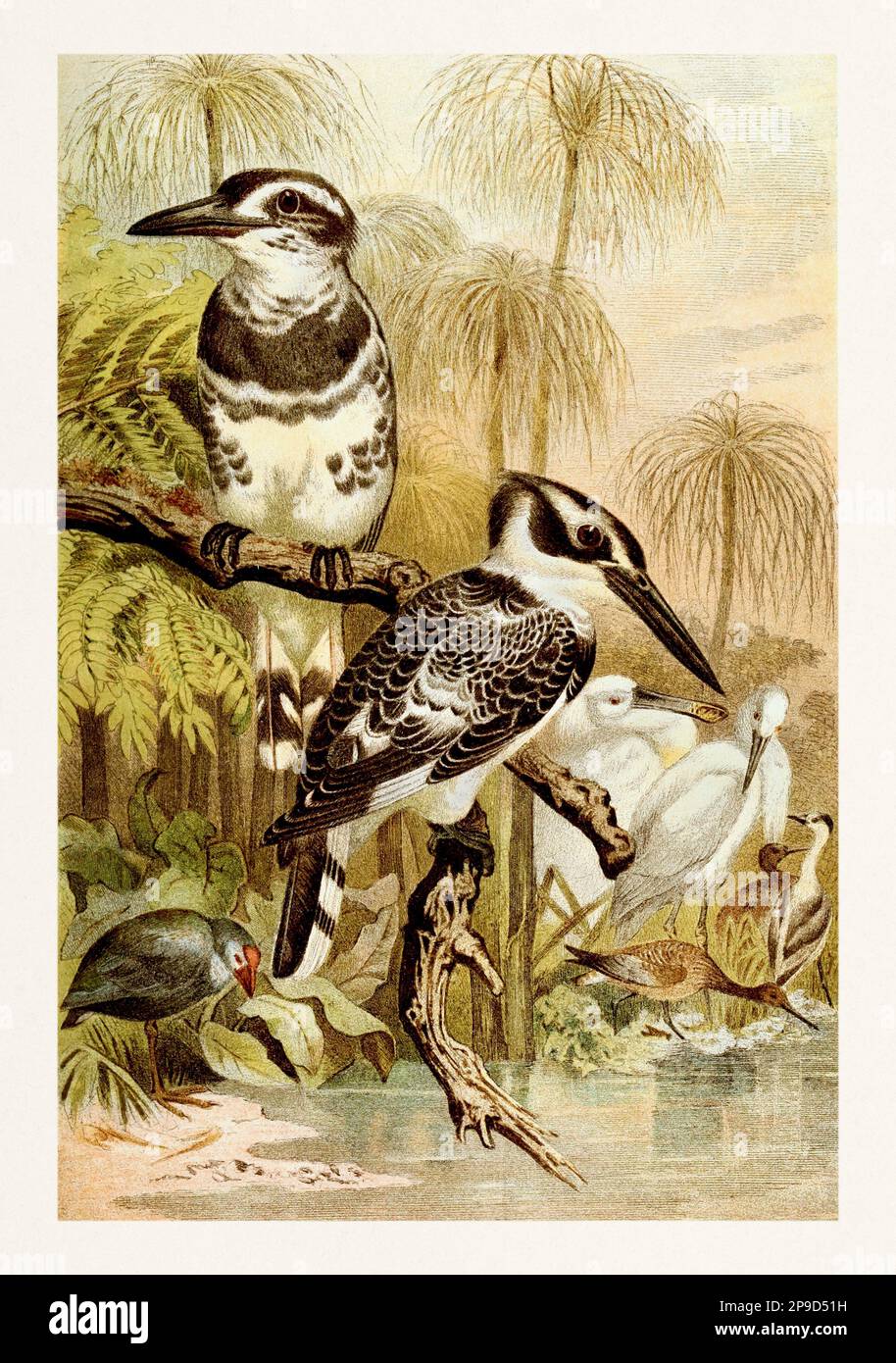 Pied Kingfisher. Bella pittura degli uccelli. Illustrazione di libri antichi di Brehm, Alfred Edmund, 1829-1884 Foto Stock