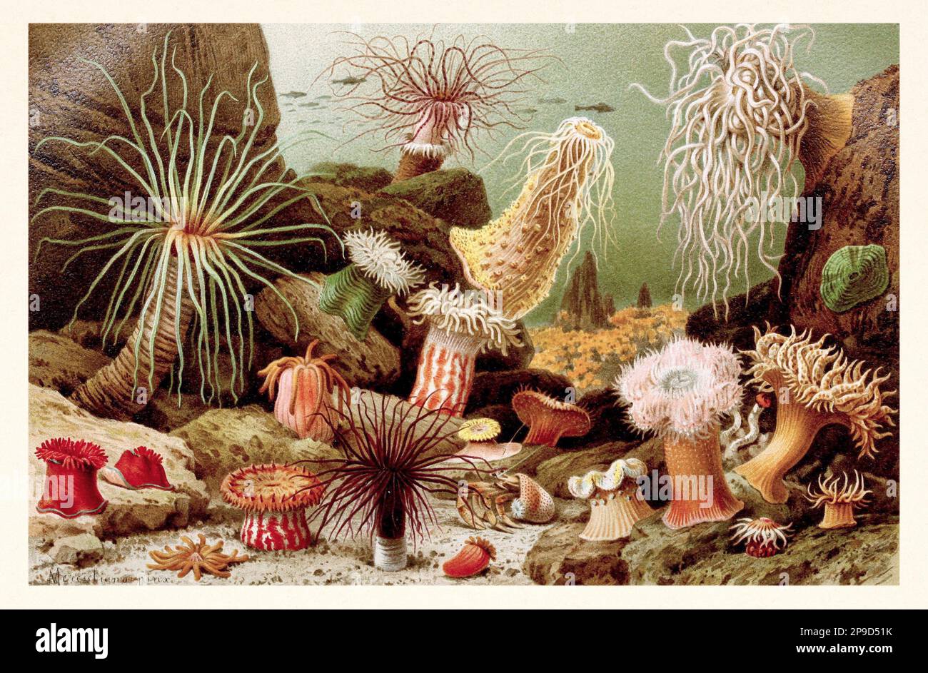 Anemoni marini. Illustrazione di libri antichi di Brehm, Alfred Edmund, 1829-1884 Foto Stock