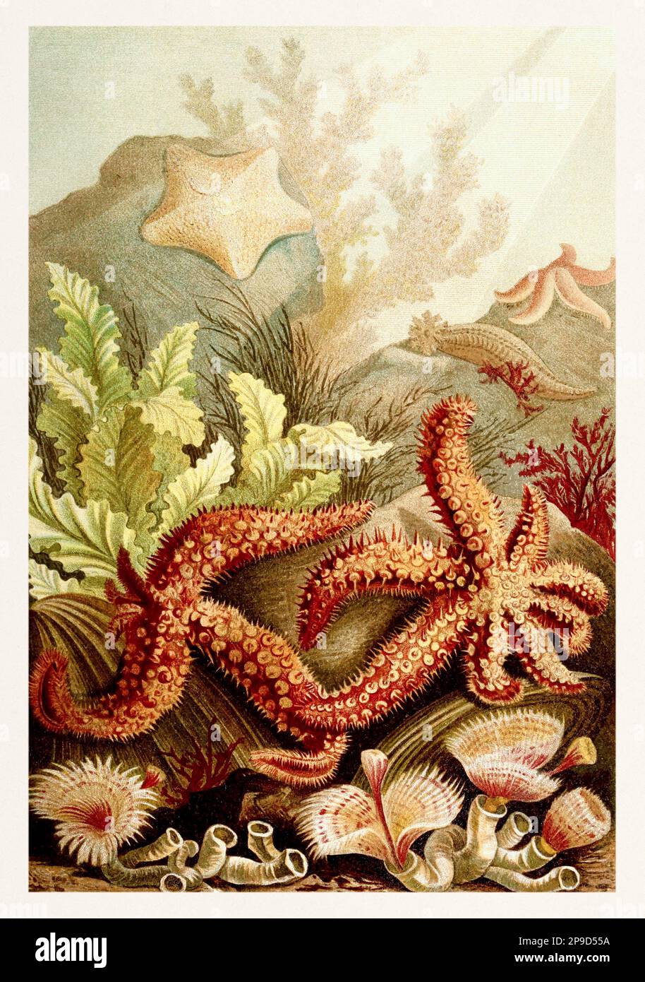 Stelle marine, Echinodermi. Illustrazione di libri antichi di Brehm, Alfred Edmund, 1829-1884 Foto Stock