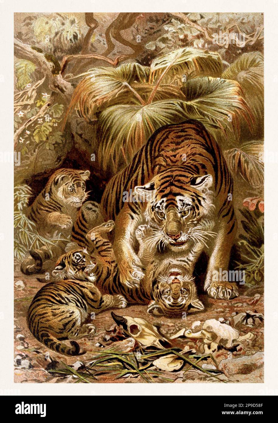 Tigre e cuccioli. Illustrazione di libri antichi di Brehm, Alfred Edmund, 1829-1884 Foto Stock