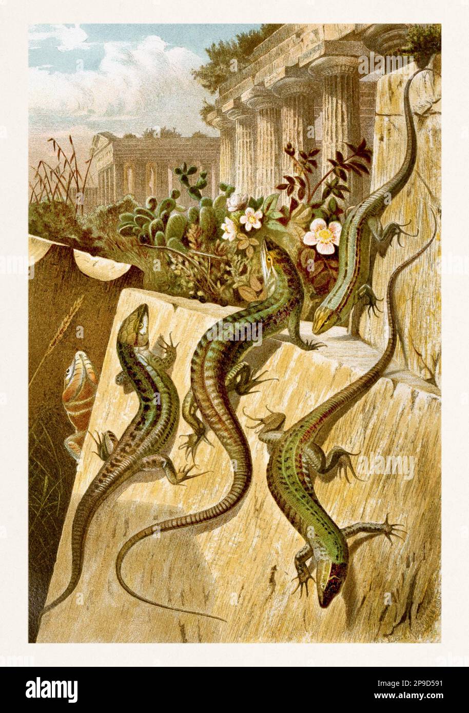 Parete Lizard. Illustrazione di libri antichi di Brehm, Alfred Edmund, 1829-1884 Foto Stock